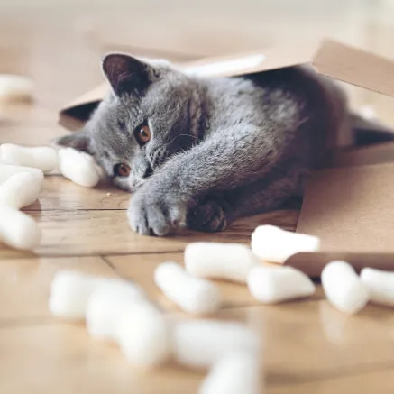 Image of cat playing with moving material