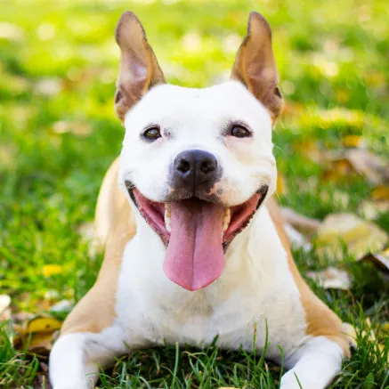 Image of dog smiling while playing outside on grass