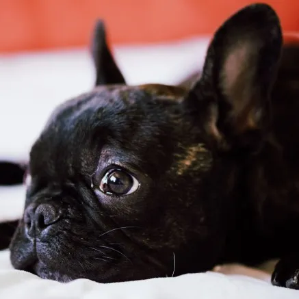 We Love Your Furry Companions