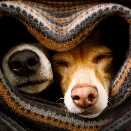 pet friendly community with dog noses in cozy blanket at modera hollywood