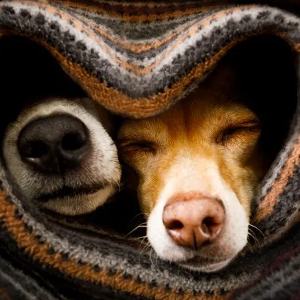 pet friendly community with dog noses in cozy blanket at modera (property name)