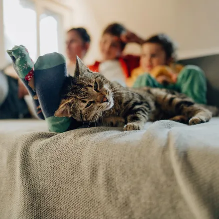 Image of cat on bed with family