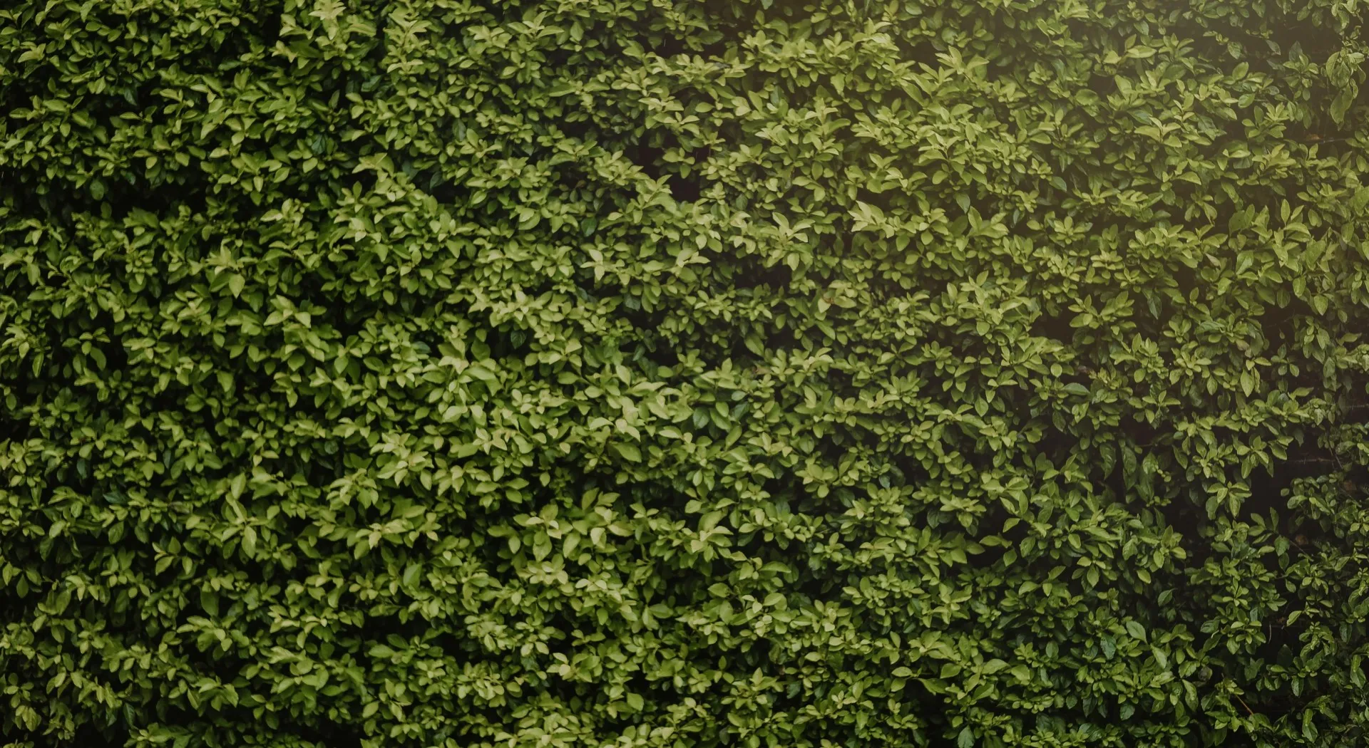 Boxwood background
