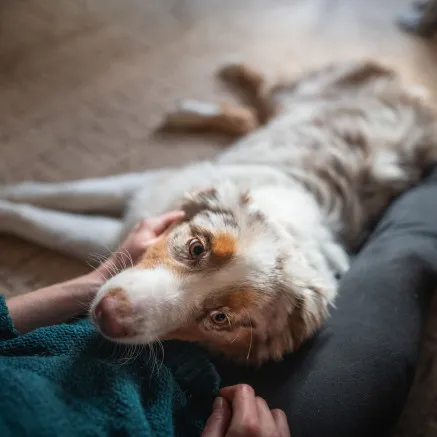 Image of dog sitting on floor with mom