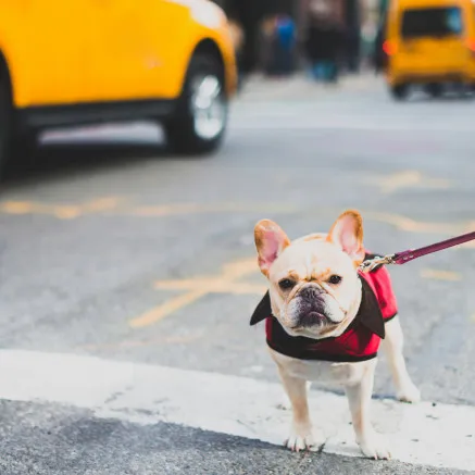 Image of dog on city cross walk