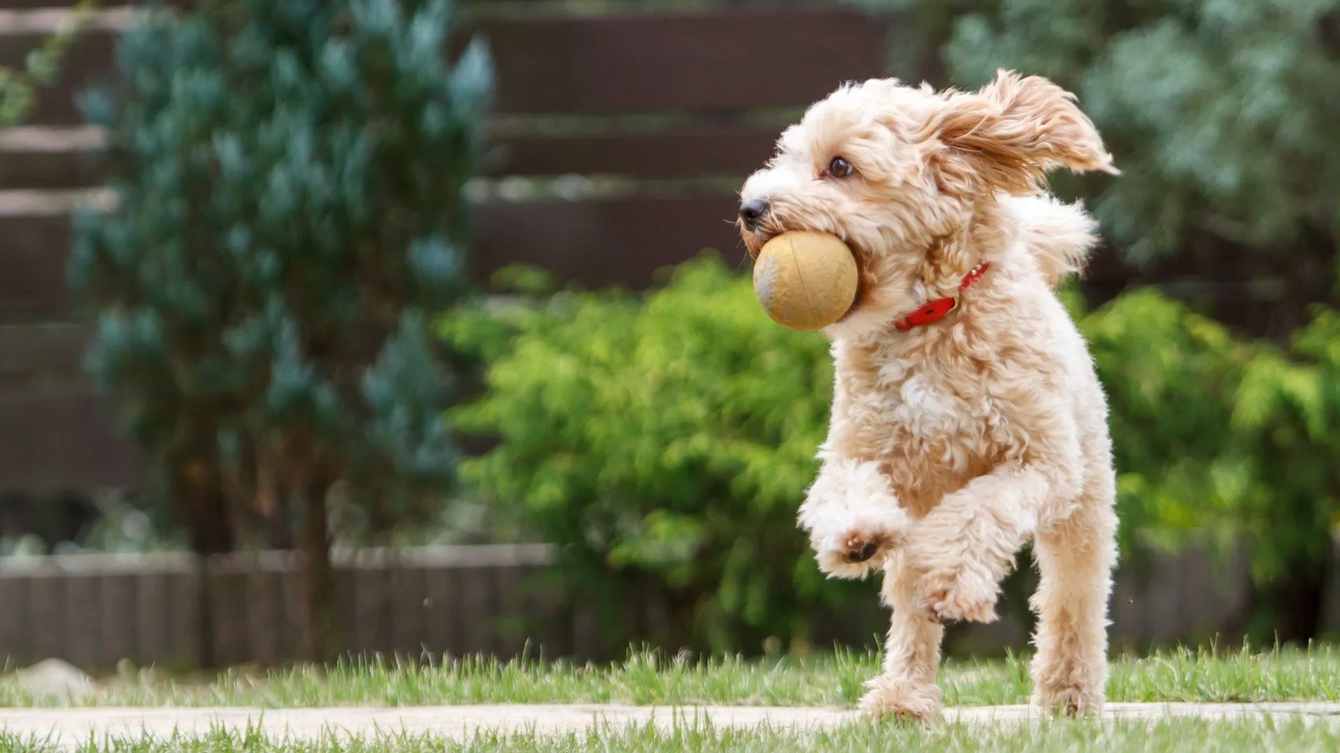 dog catching a ball in the park amavi sherrills ford single family homes for rent