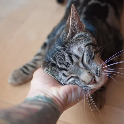 cat getting scratched by owner near modera morrison apartment homes in portland