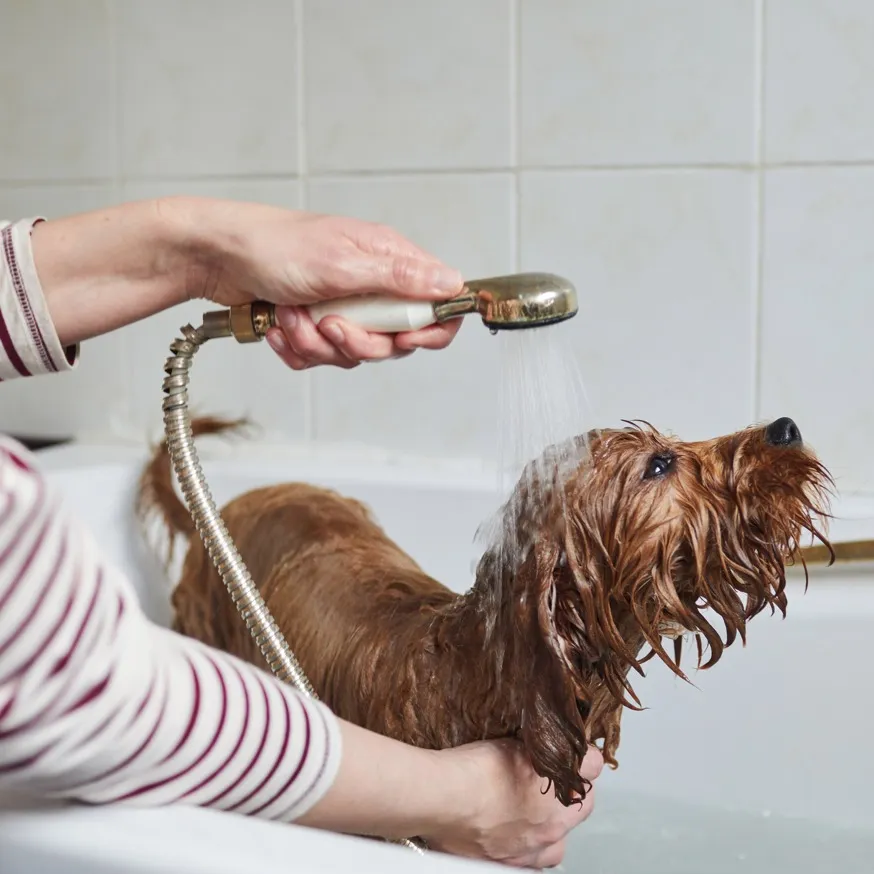 dog being washed by owner modera waugh apartment homes for rent in houston texas