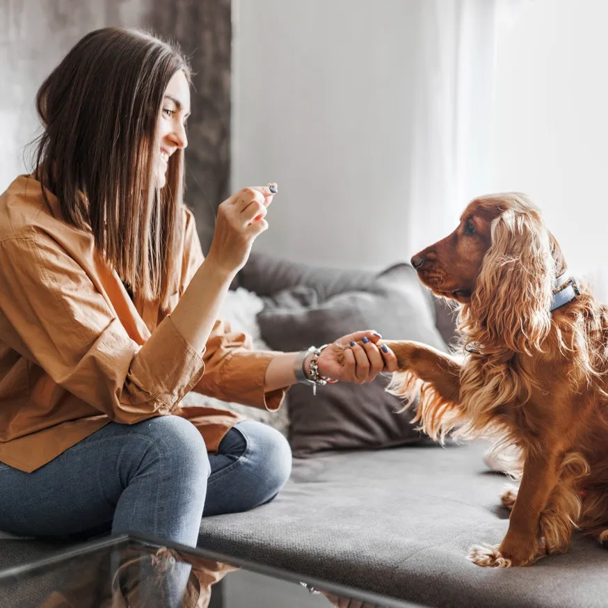 woman training dog in apartment modera trinity homes for rent in dallas texas