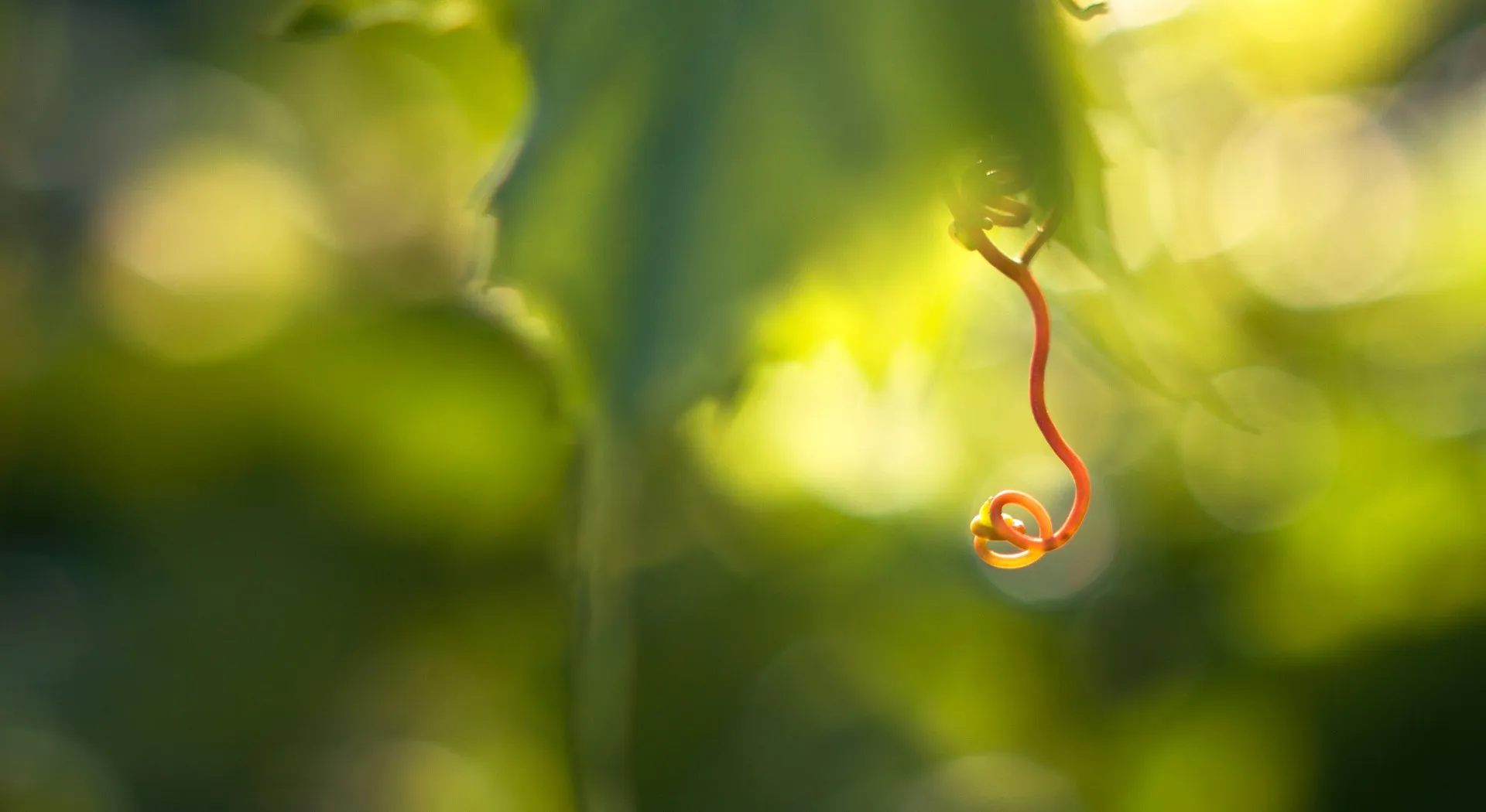 vines growing in sun modera pomona apartment homes for rent in ca