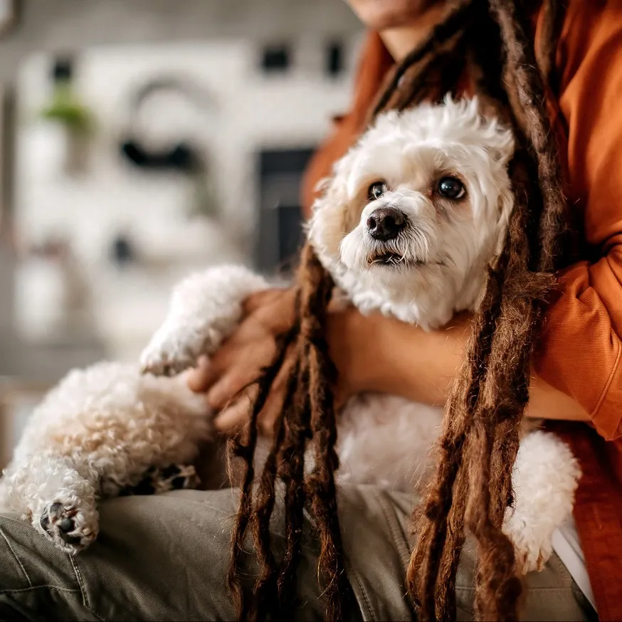 dog sitting in lap of parent modera st petersburg apartment homes for rent in florida