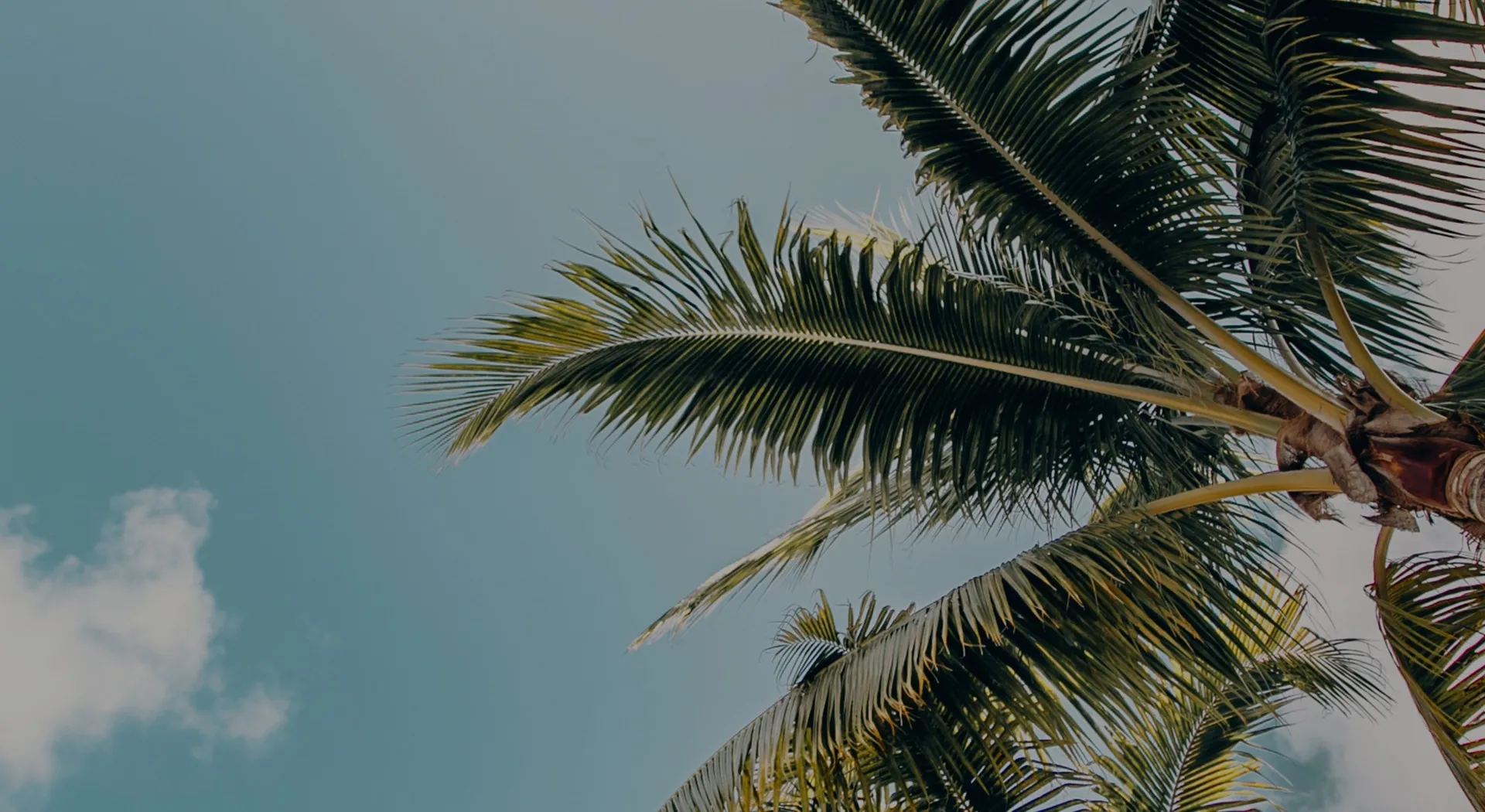 palm tree near sunny sky modera argyle apartment homes for rent in ca