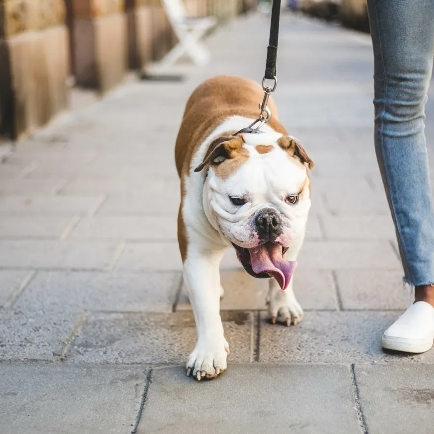 dog walking down sidewalk with human modera argyle apartment homes for rent in ca