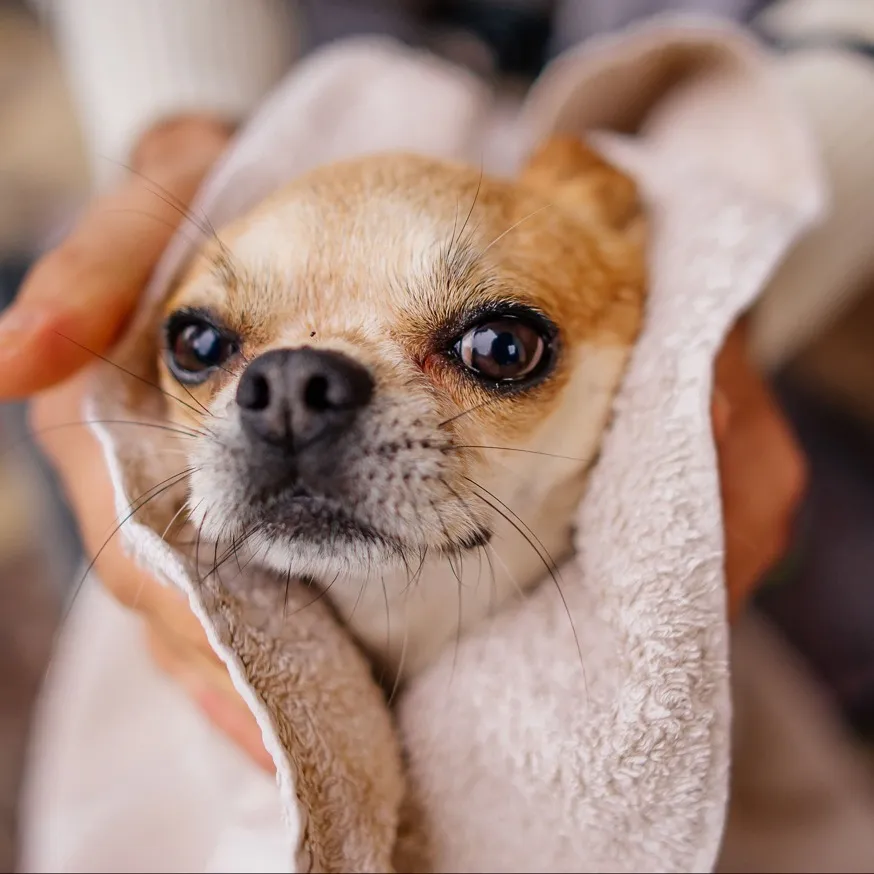 dog being dried by towel modera raleigh hills apartment homes for rent in beaverton or