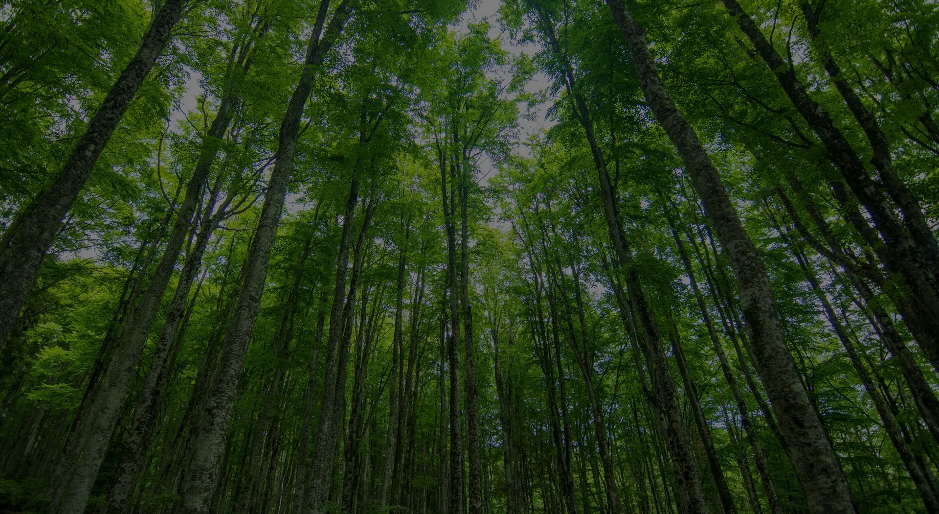 forrest with green leaves modera northgate apartment homes for rent in wa