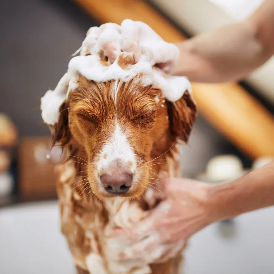 dog being washed with soap modera northgate apartment homes for rent in wa