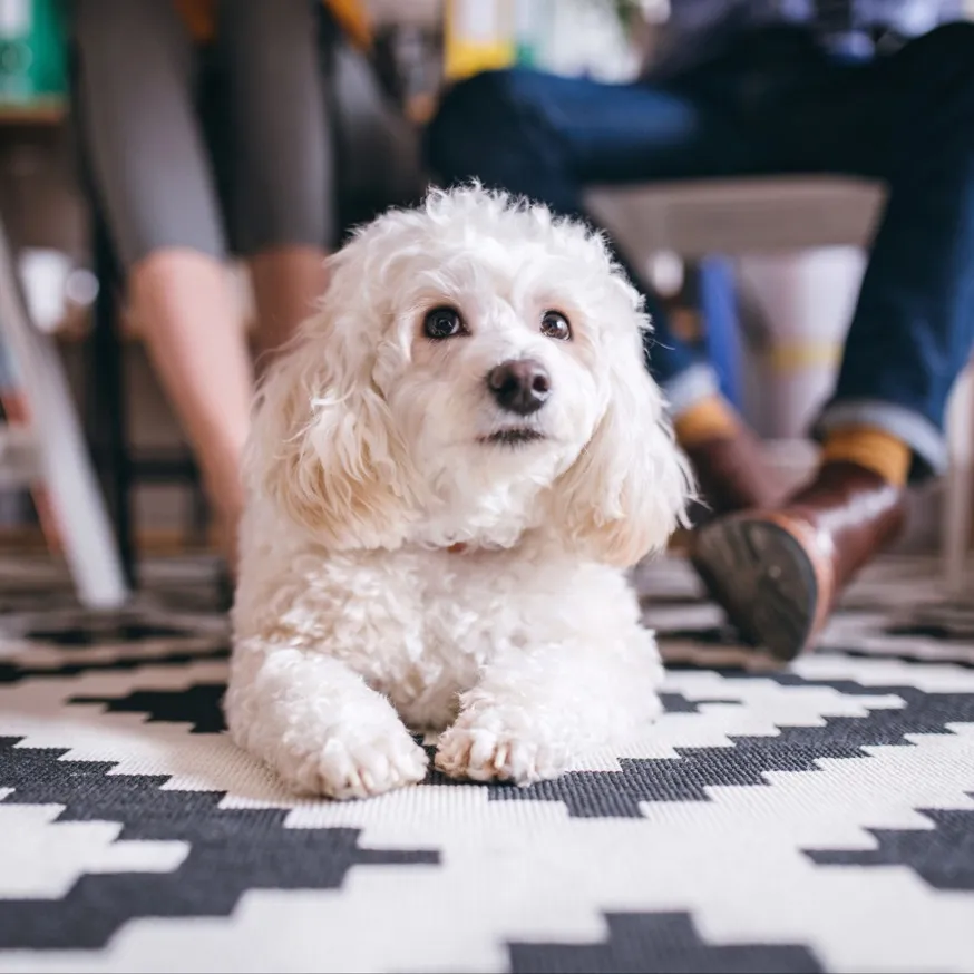 dog sitting on rug modera woodstock apartment homes for rent in portland or