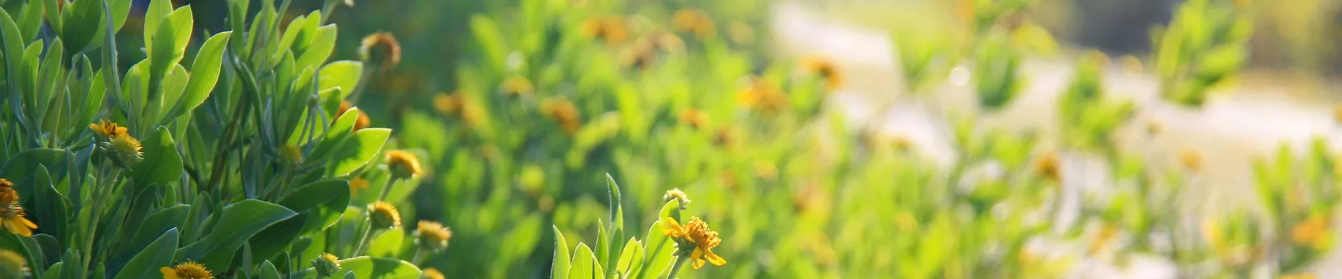 flowers in sun amavi kissimmee single family homes for rent in orlando florida