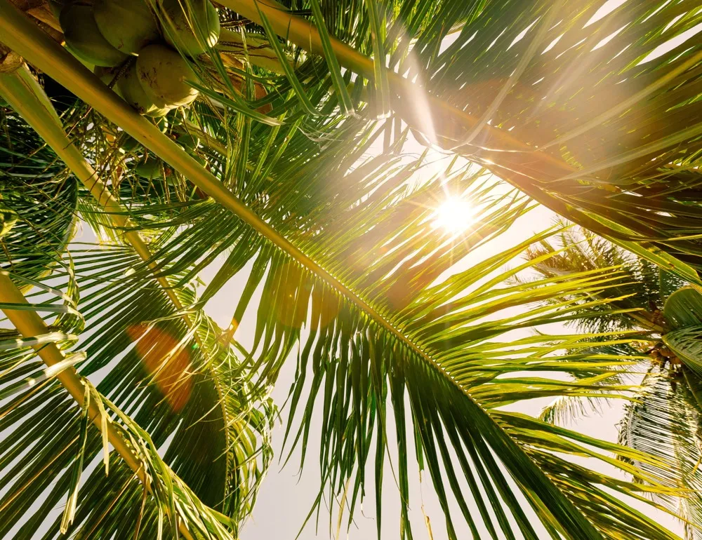 palm tree in sun amavi kissimmee single family homes for rent in orlando fl