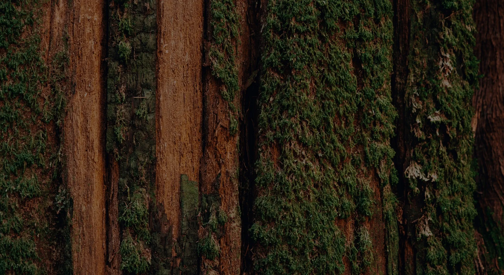 tree with moss growing on bark modera loso apartment homes for rent in charlotte nc