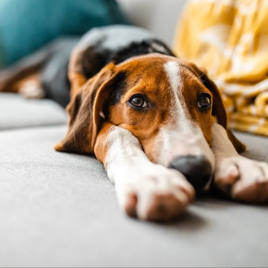 dog stretching out on couch modera loso apartment homes for rent in charlotte nc