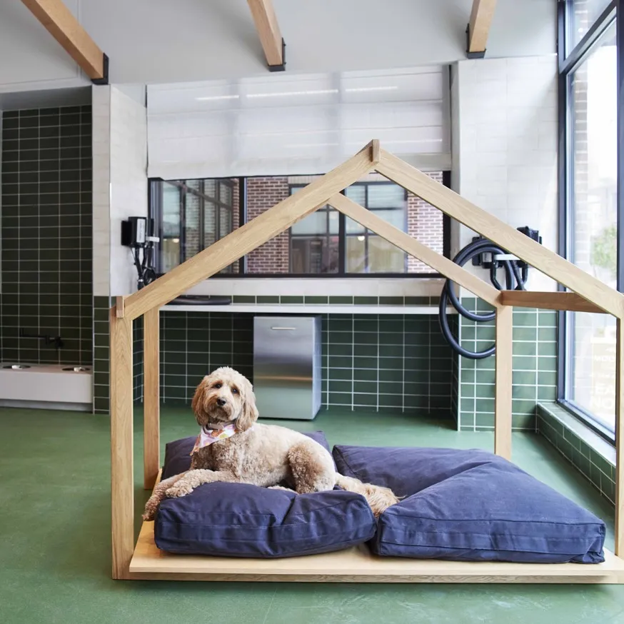 dog laying on bed at pet spa modera clarendon apartments arlington virginia