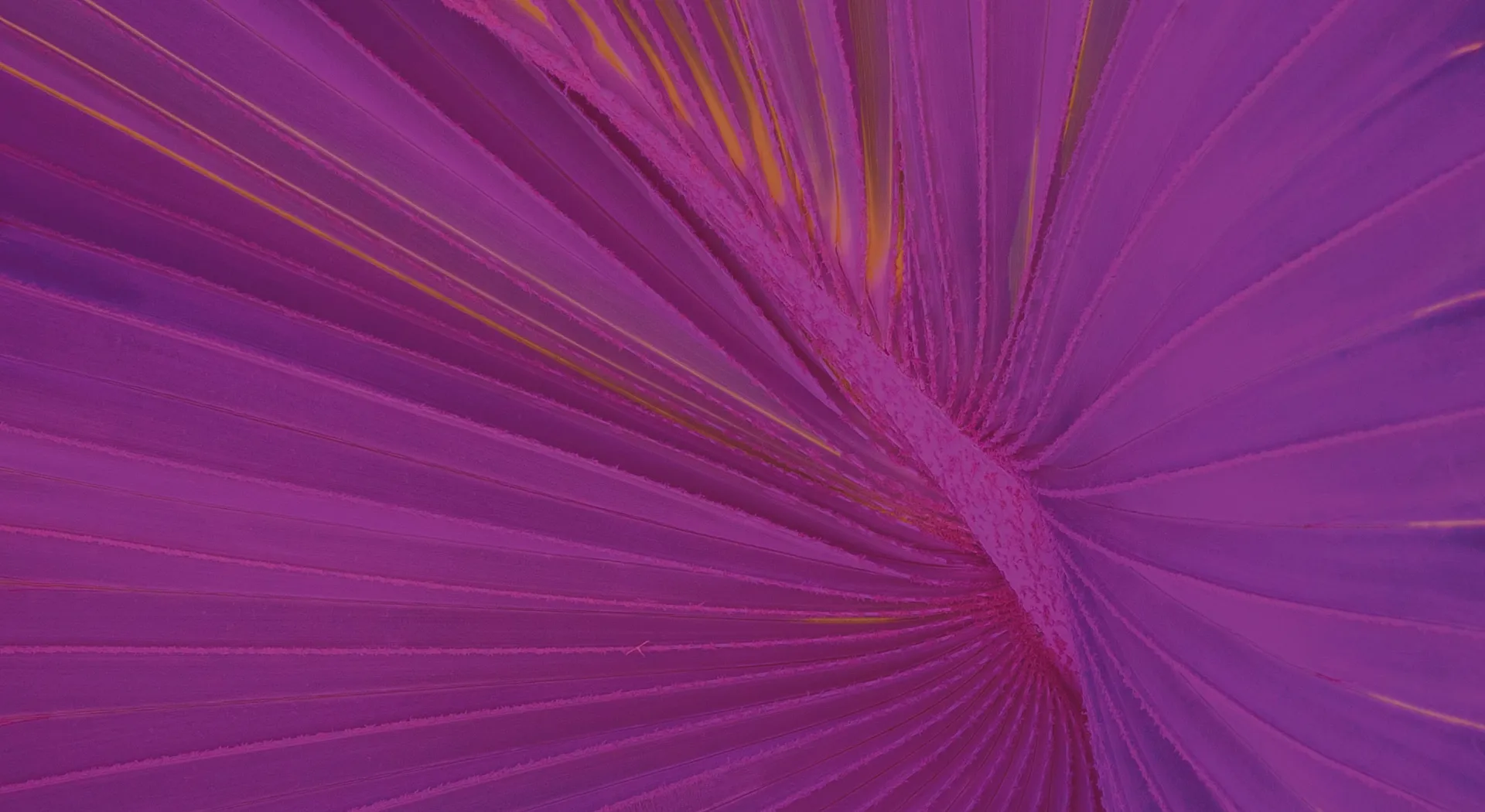 Vibrant abstract pattern with rich purple hues and dynamic lines, creating a sense of movement and elegance.