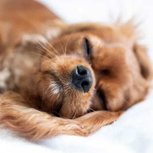 Stock photo of dog