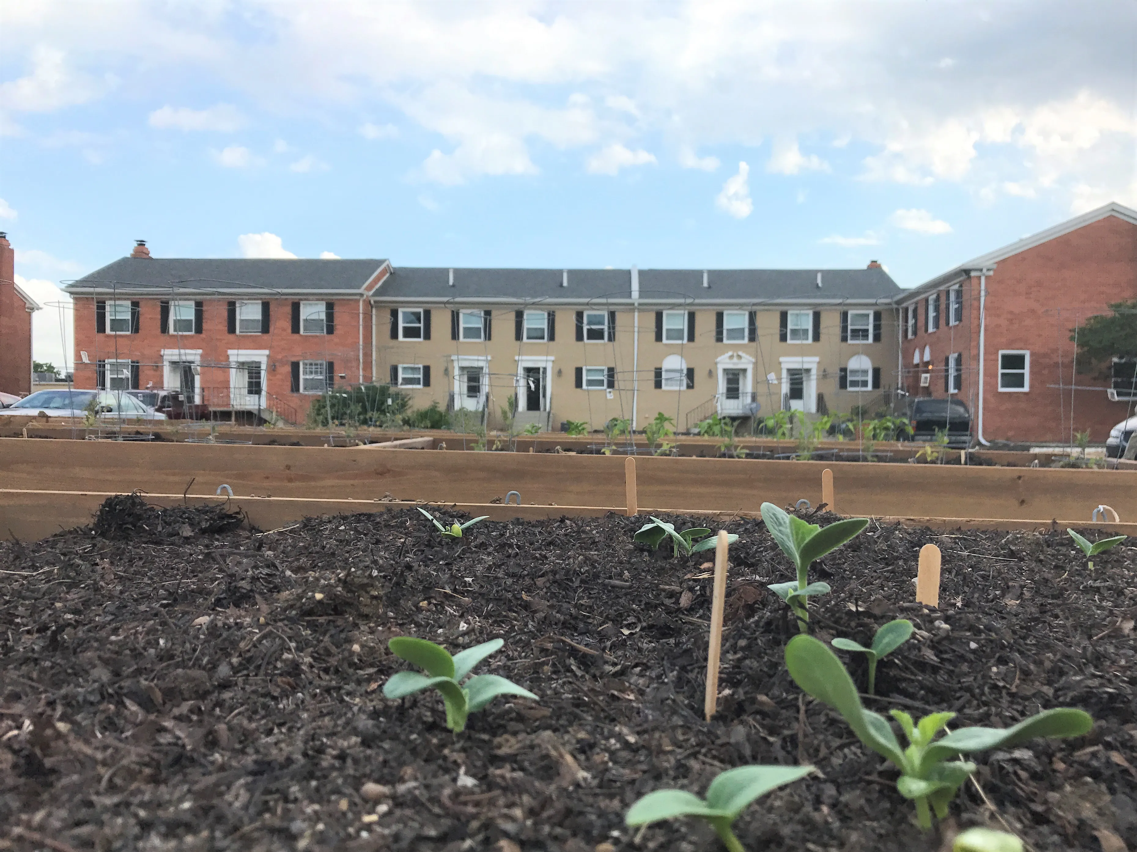 Chapel Hill Community Gardens-image