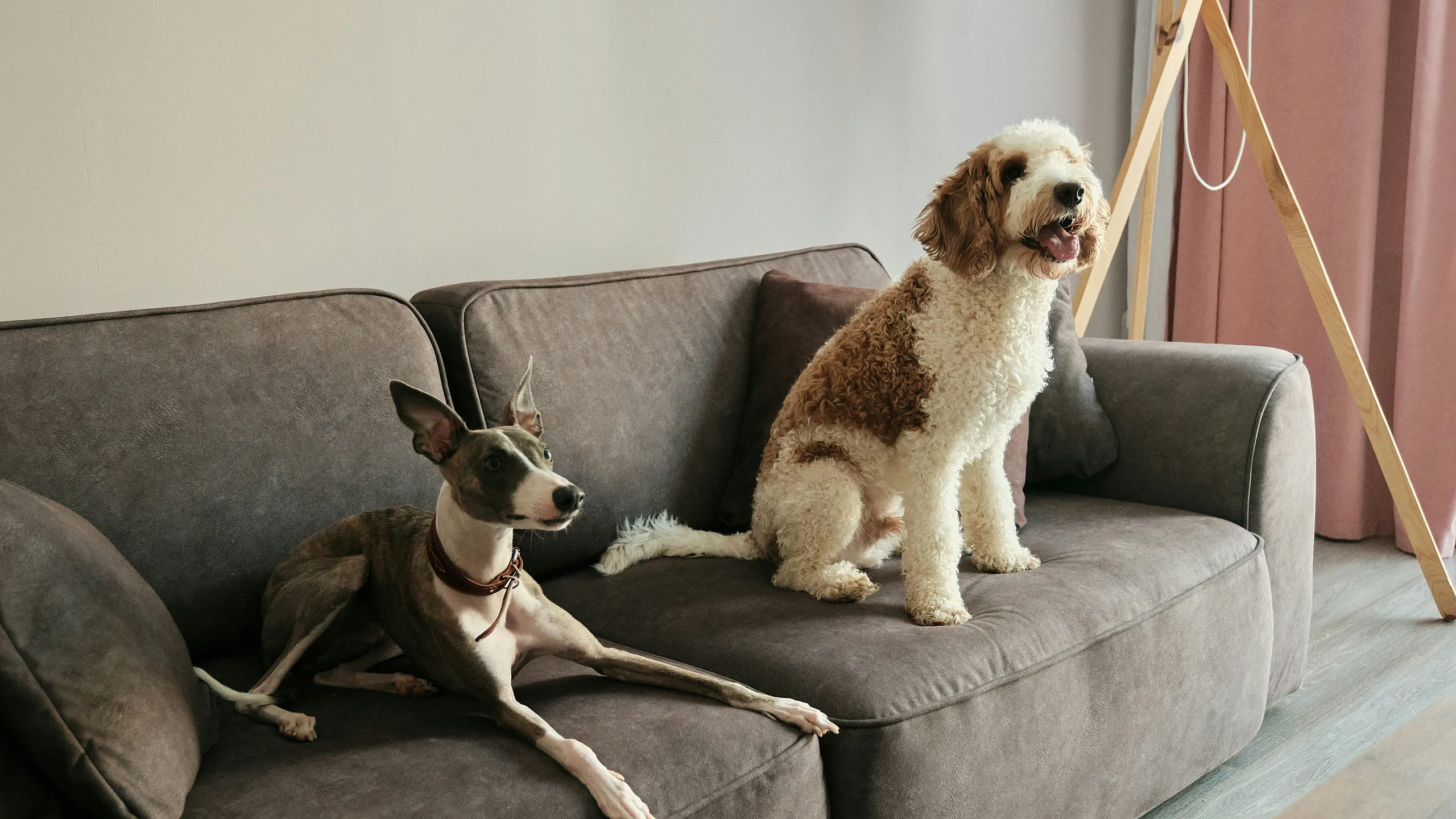 Cozy modern living room with stylish decor, featuring a comfortable sofa with two adorable dogs lounging, bright floor lamp, and elegant pink curtains.