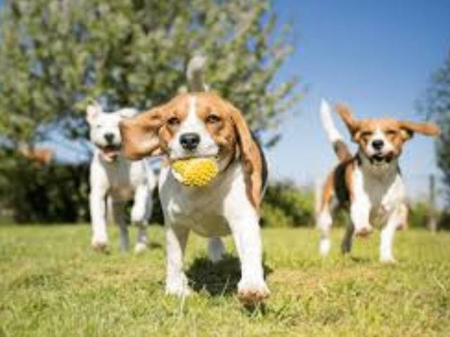 Dog Park