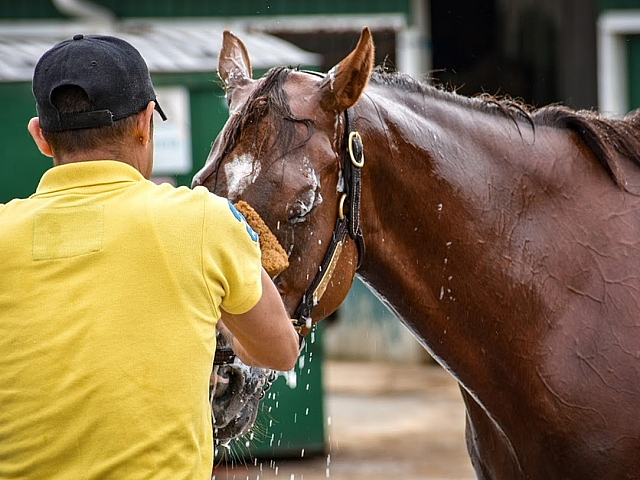 Laurel Park Race Track Horse Bathing