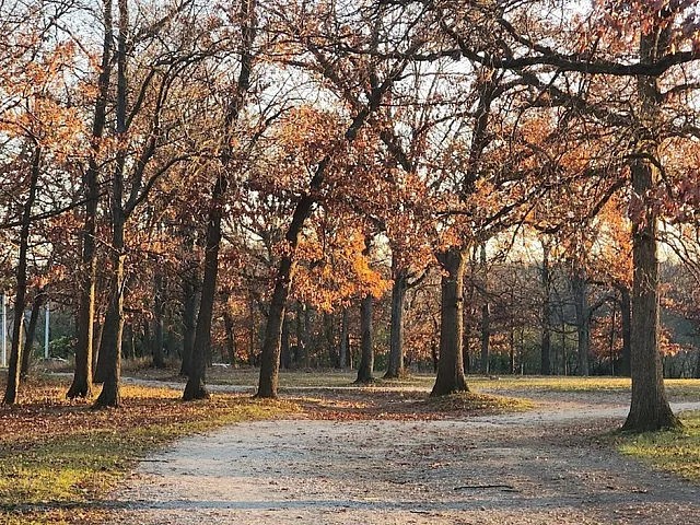 Buffalo Woods Forest Preserves