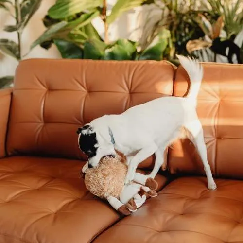 Dog Playing