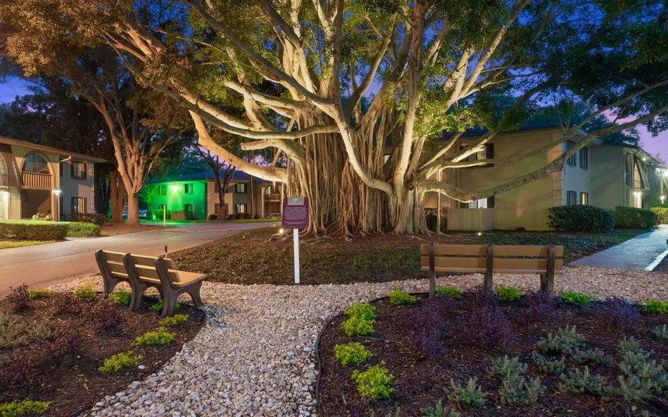 Banyan Tree, benches