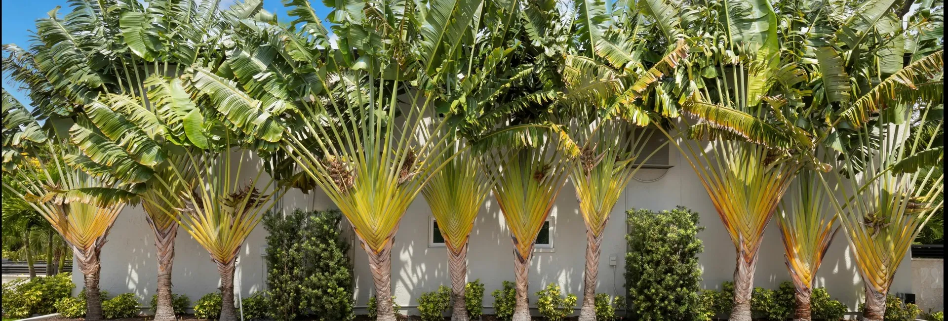 Mature Landscaping