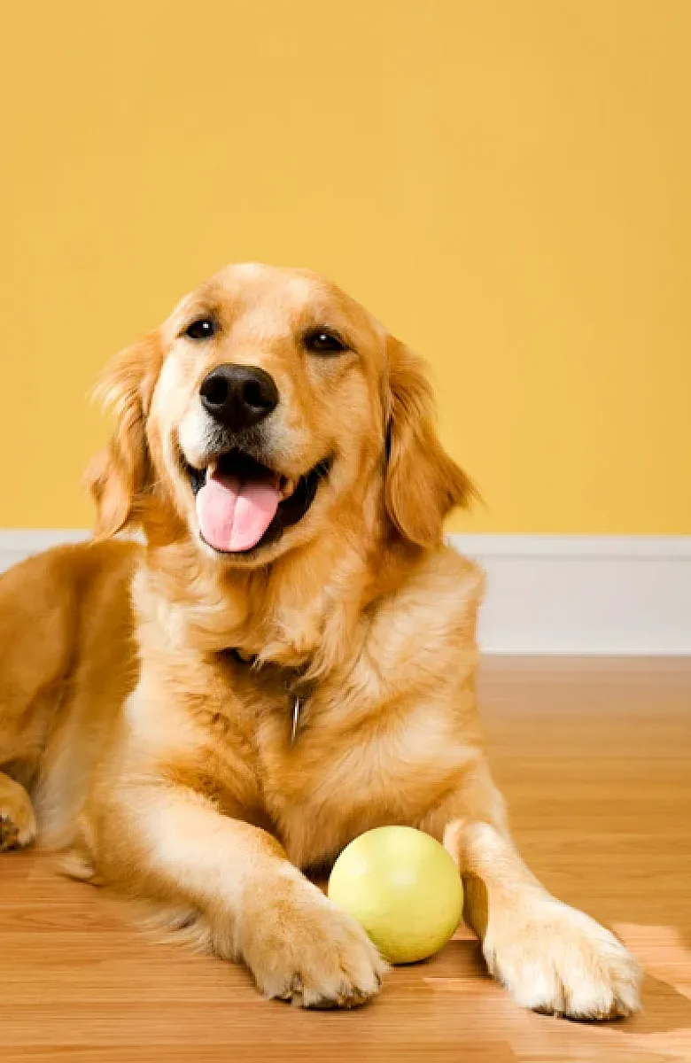 Happy Puppy