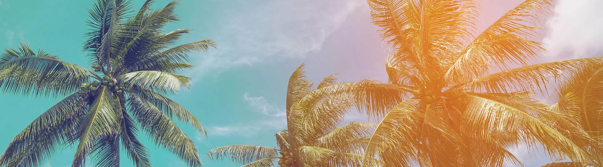 Vibrant tropical scene featuring tall, sunlit palm trees against a colorful sky, evoking a sense of paradise.