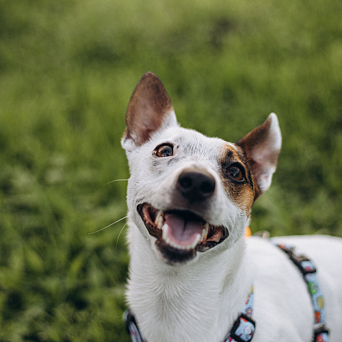 Adorable, happy dog with a colorful harness smiling brightly in a lush green field.