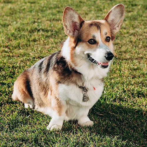 Adorable Corgi with a fluffy coat sitting on a lush green lawn, enjoying a sunny day.