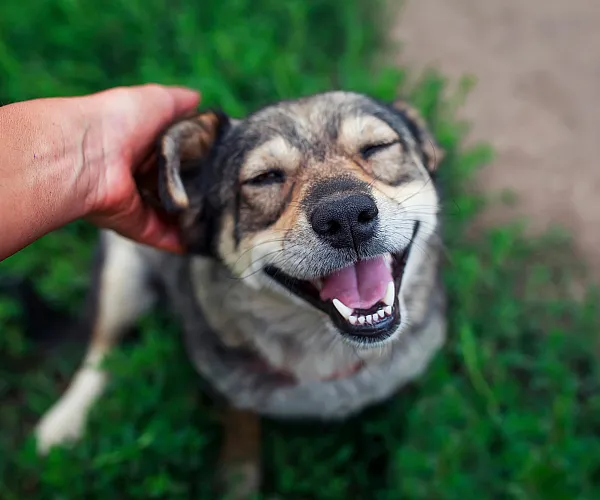 Joyful dog enjoying a gentle head scratch on a lush green lawn.