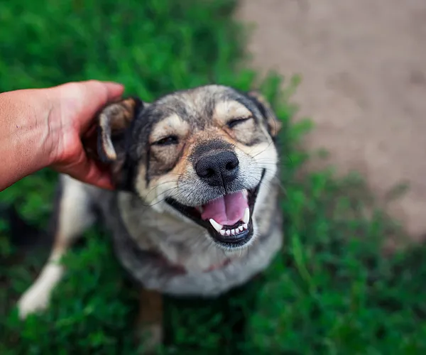 Petting dog in grass area