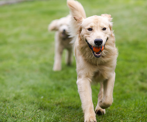 Playful golden retriever running on lush green grass with a bright orange ball in its mouth.