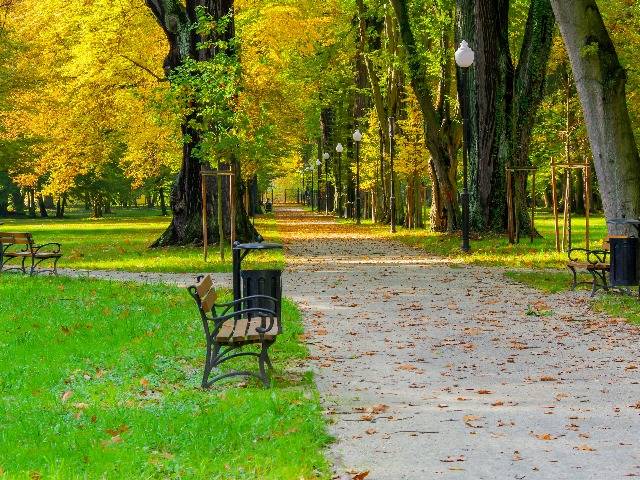 park with leaves on path and bench