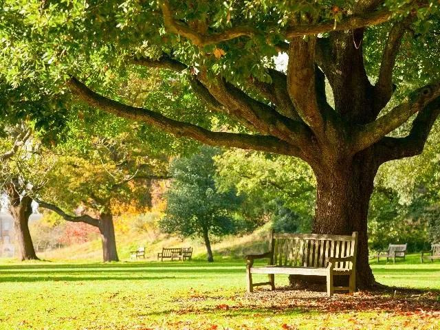 park with park bench