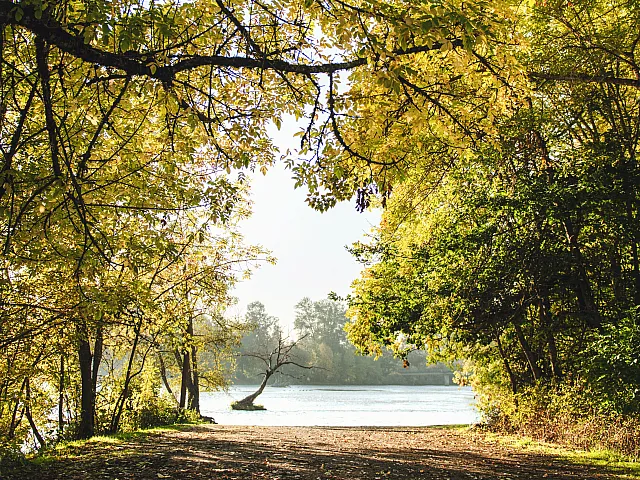 Serene forest path with golden autumn leaves leading to a tranquil lakeside view.