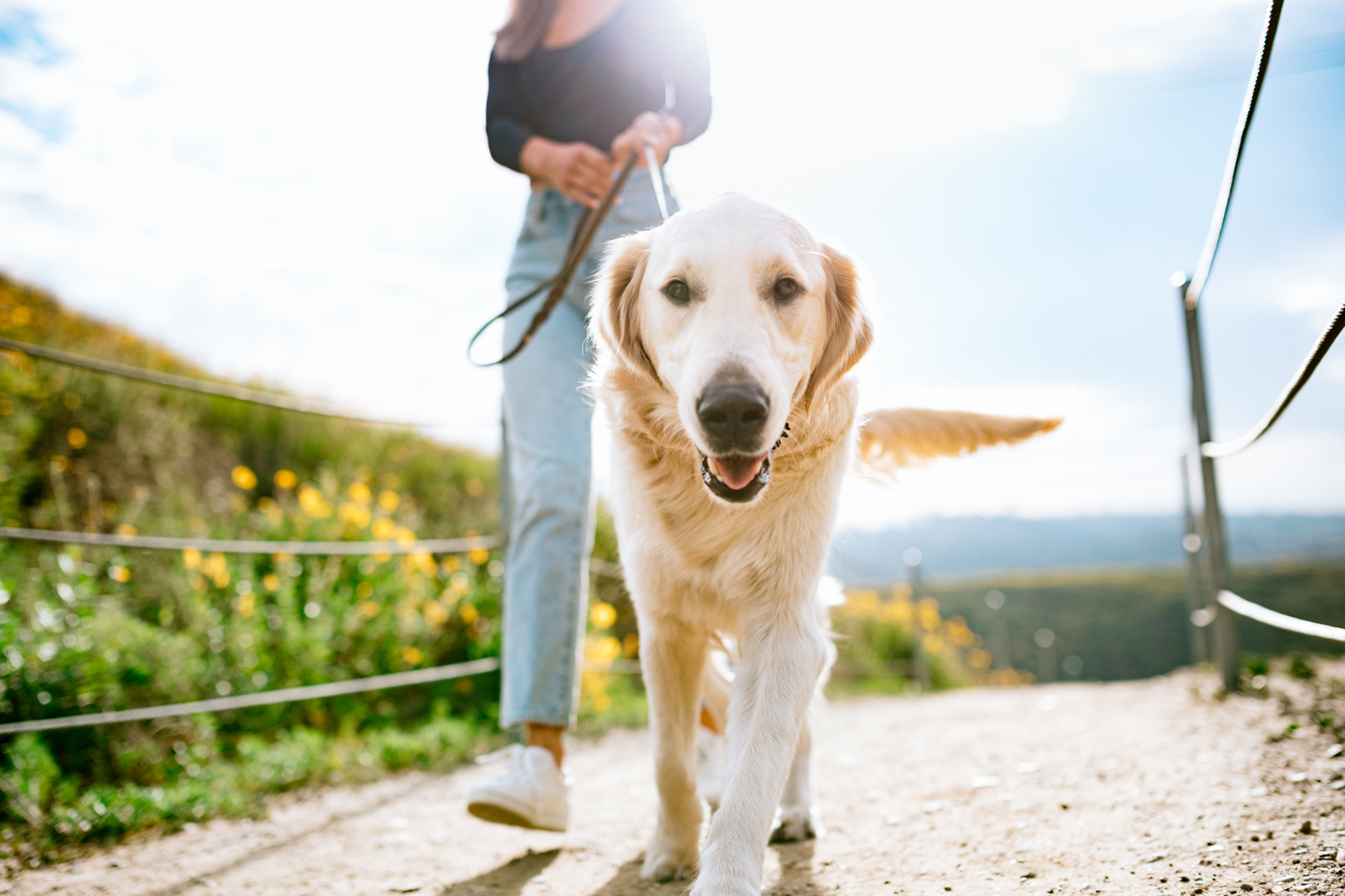 dog on a walk