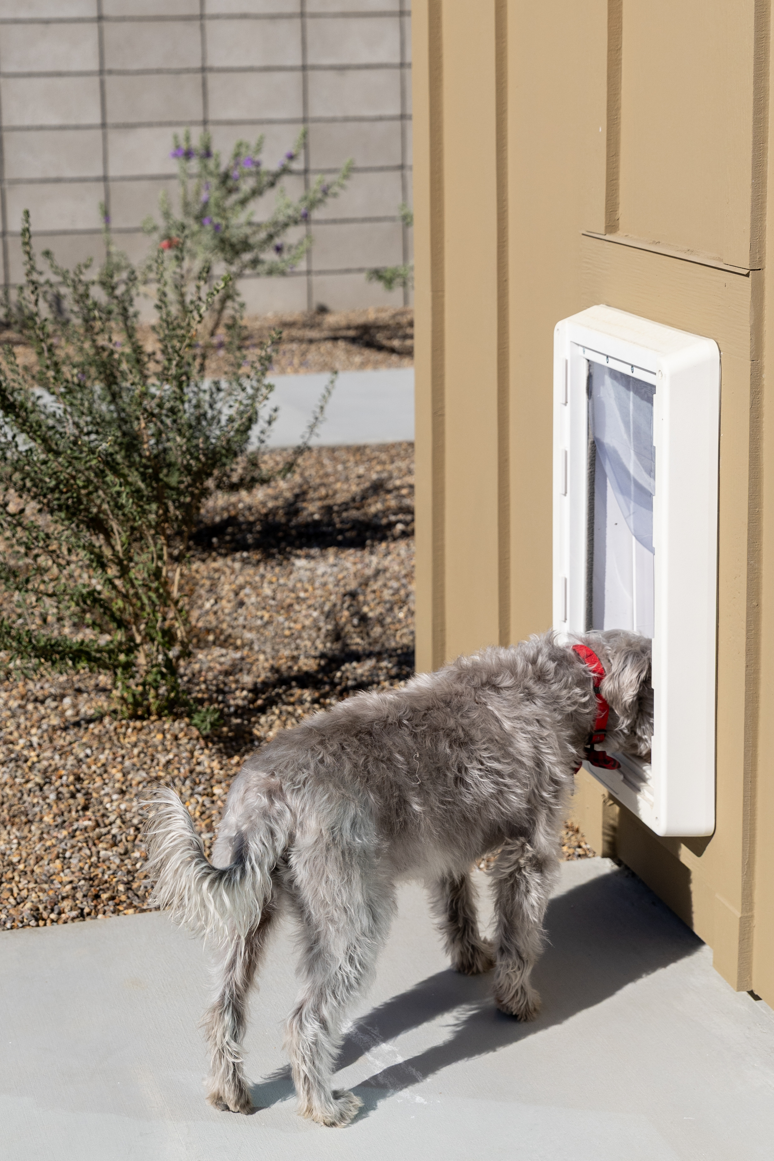 Backyard with small gray dog using a convenient doggy door, surrounded by a modern patio and desert landscaping.