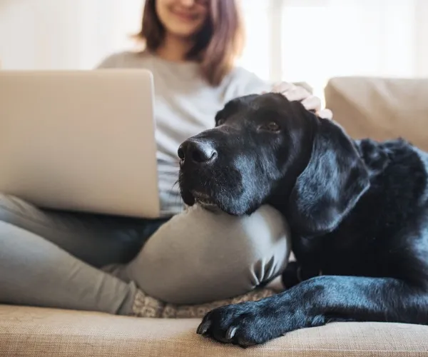 Someone sitting with a dog on a couch at Marlowe Live Oak Apartments in St Cloud, FL, featuring a laptop computer.