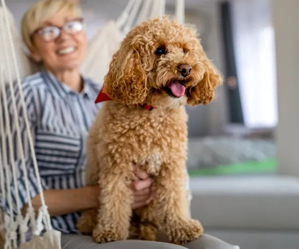 person with dog in hammok chair